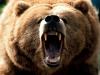 what bear will throw the maiden into the fire and stop the NAZ rise - last post by rkd80