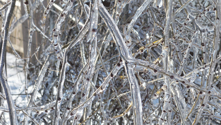frozen09.gif